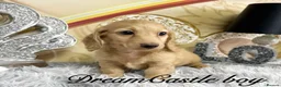 Miniature Dachshund dogs for sale: Miniature Dachshund Puppies - Advert 3
