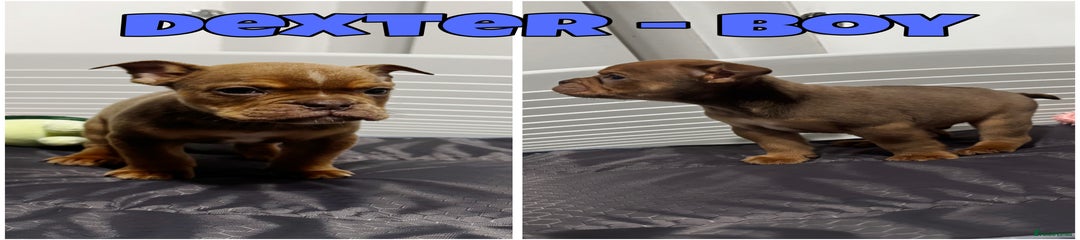 Dexter