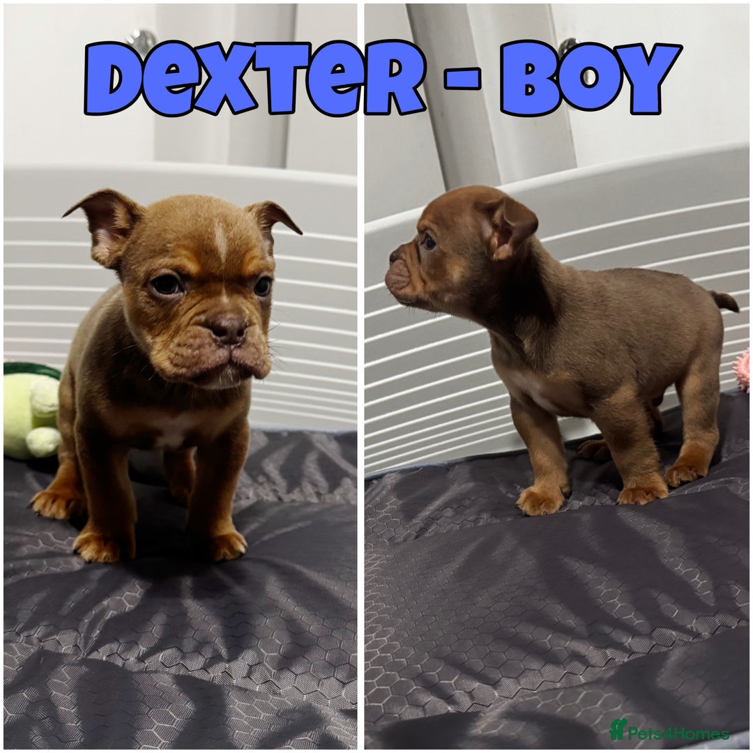 Olde English Bulldogge dogs for sale: Old English bulldog pups { READY TO LEAVE} - Image 11