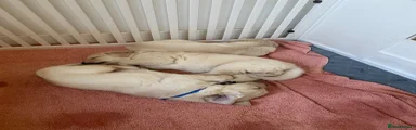 Golden Retriever 1