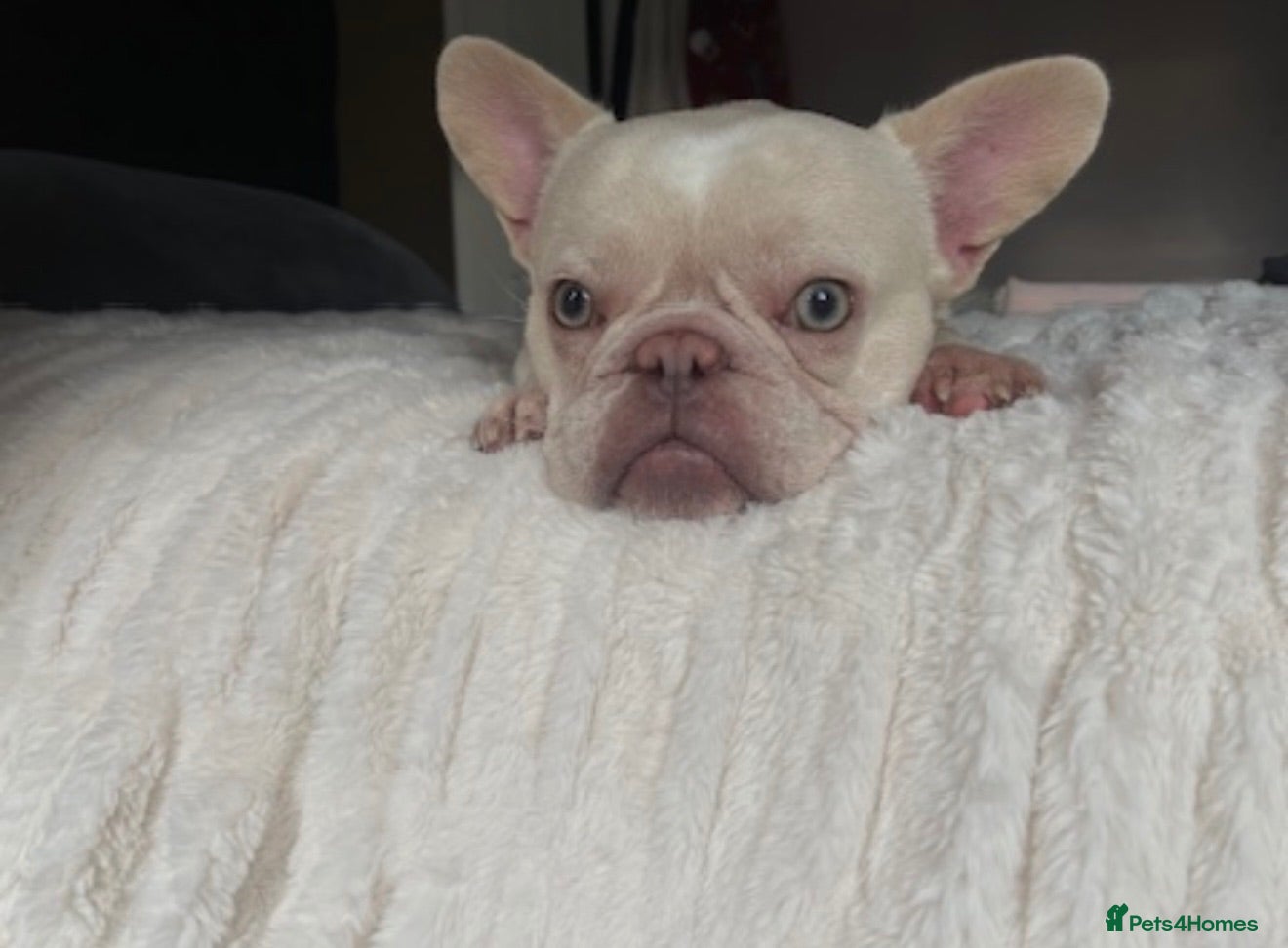 French Bulldog dogs Male French Bulldog, Over 3 Years Old (Polar) - Advert 1