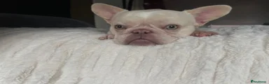 Polar