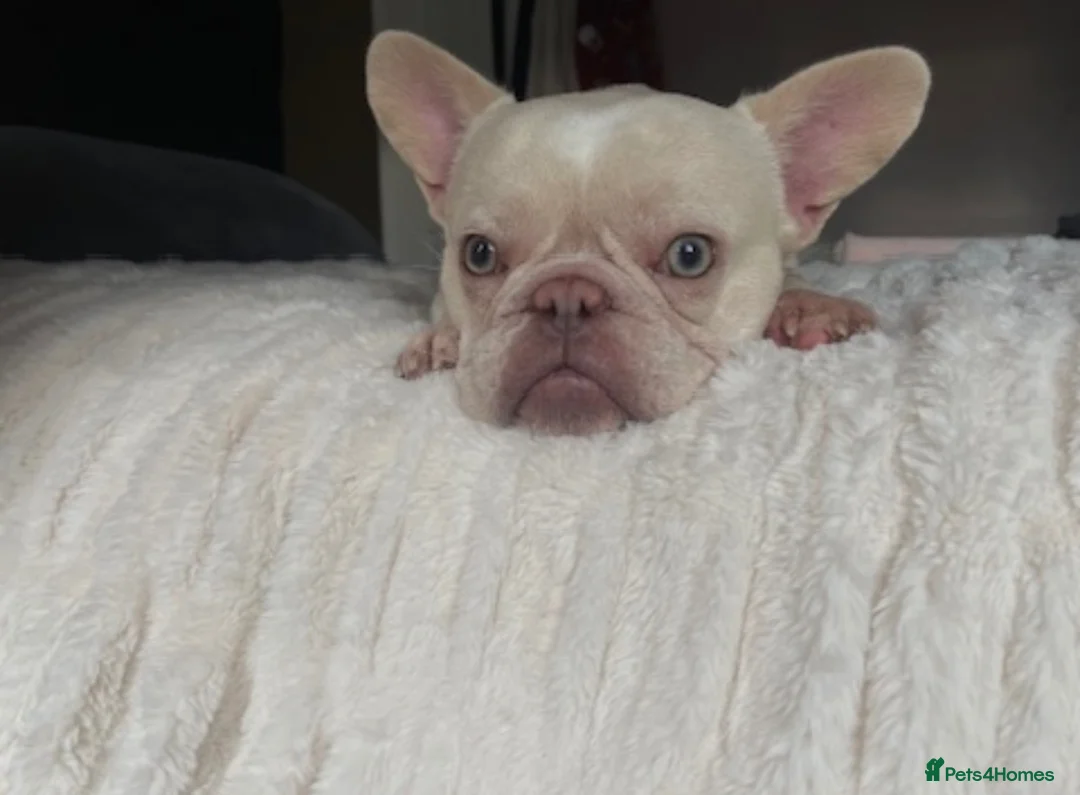 French Bulldog dogs for sale: Male French Bulldog - Polar - Advert 1