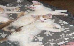 Domestic Shorthair cats for sale: Ginger & White Domestic Shorthair Kittens - Image 3