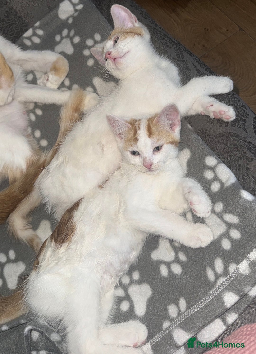 Domestic Shorthair cats for sale: Ginger & White Domestic Shorthair Kittens - Image 3