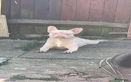 French Bulldog dogs for sale: 2 french bulldogs  - Image 10