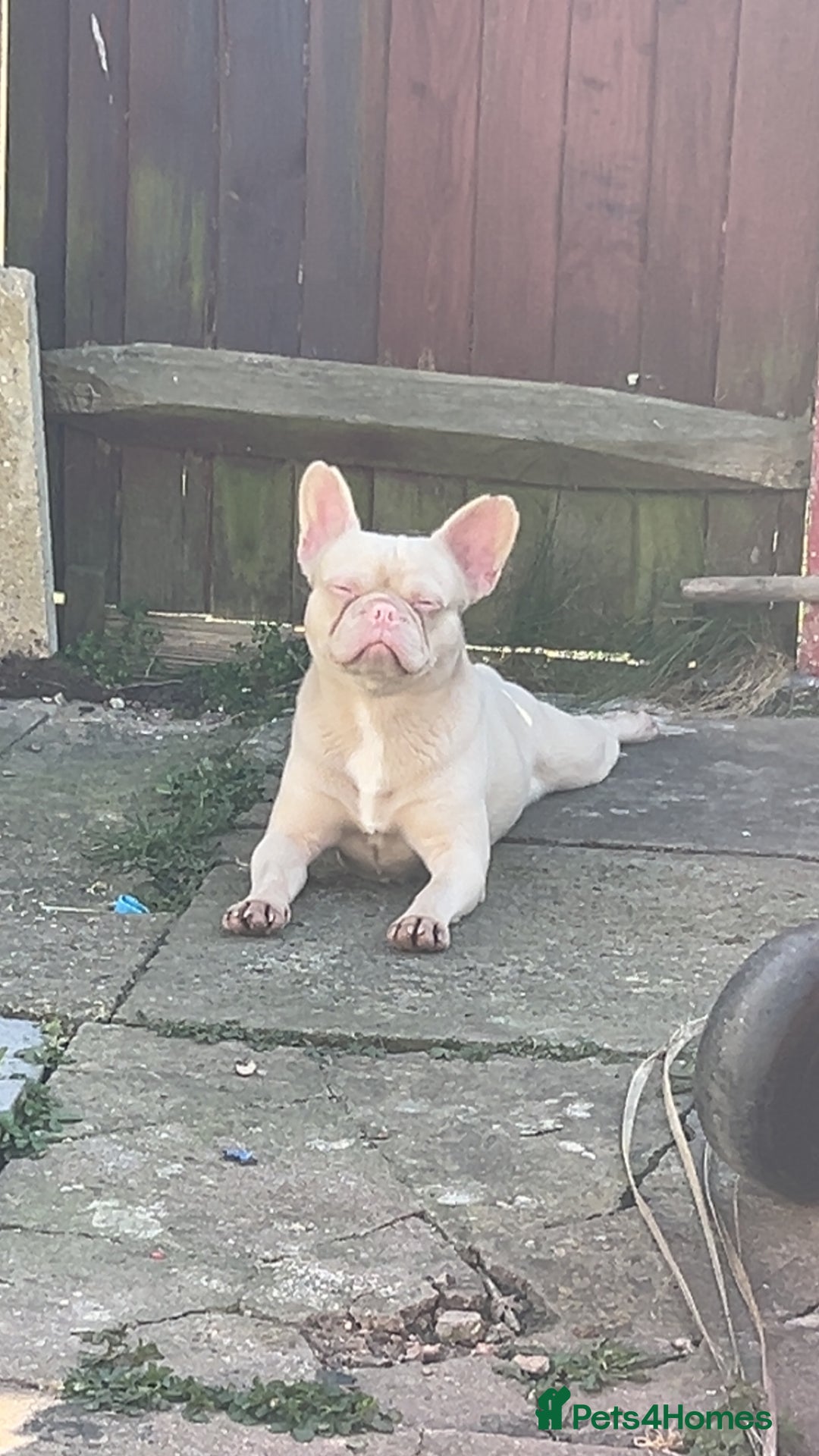 French Bulldog dogs for sale: 2 french bulldogs  - Image 10