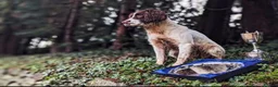 English Springer Spaniel dogs for sale: KC Registered English Springer Spaniel Puppies - Advert 22