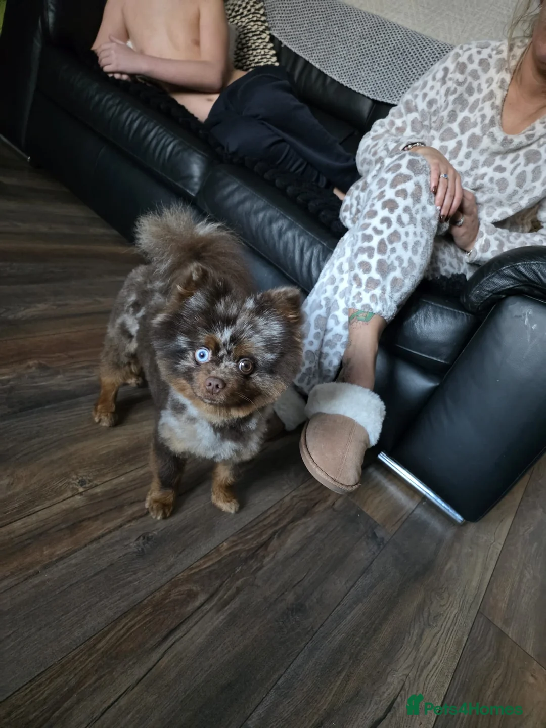 Pomeranian dogs for stud: Chocolate Merle pomeranian  - Advert 3