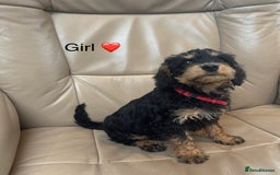 Mixed Breed dogs for sale: F1 MINI SCHNOODLE PUPPIES READY NOW - Image 3