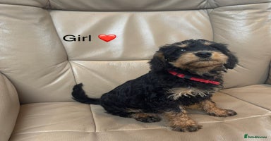 Mixed Breed dogs - Advert 7
