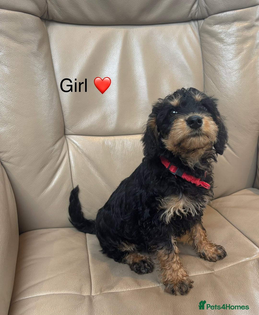 Mixed Breed dogs for sale: F1 MINI SCHNOODLE PUPPIES READY NOW - Image 3