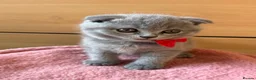 Scottish Fold cats for sale: 7 Scottish fold 😍beautiful  healthy kittens - Advert 12