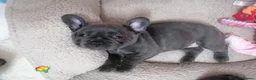 French Bulldog dogs for sale: French Bulldog puppies  - Advert 20