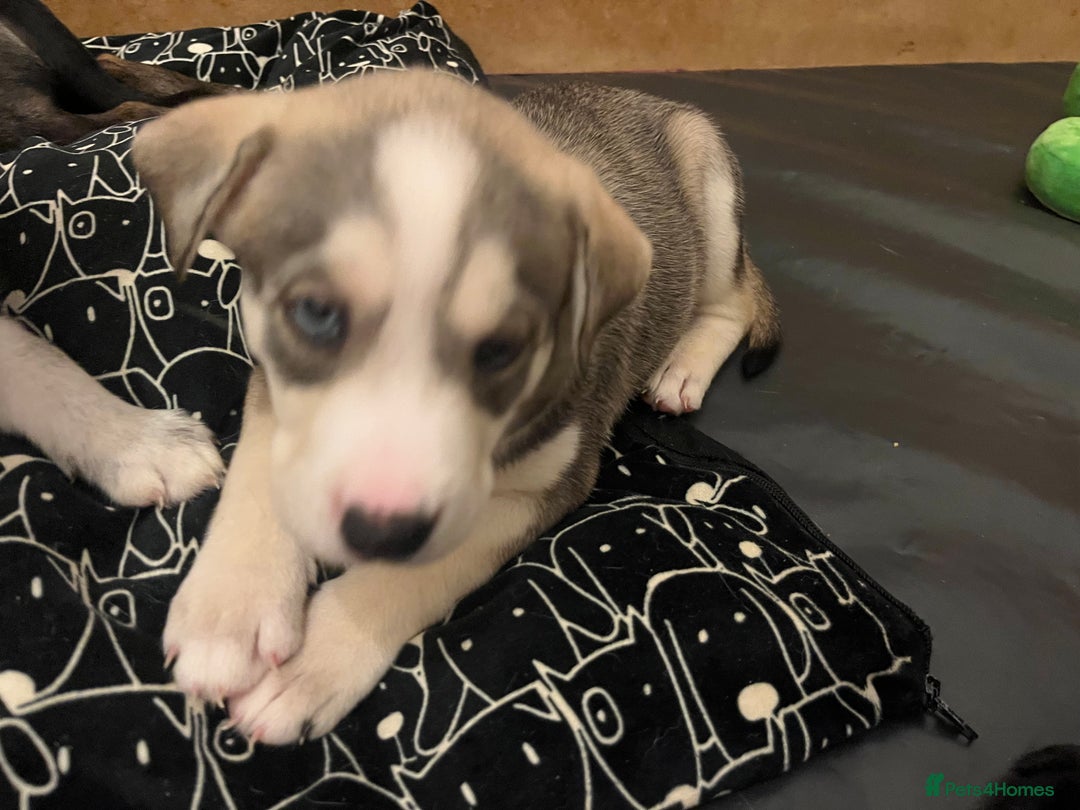 Mixed Breed dogs for sale: Husky/lab/staffi - Image 3