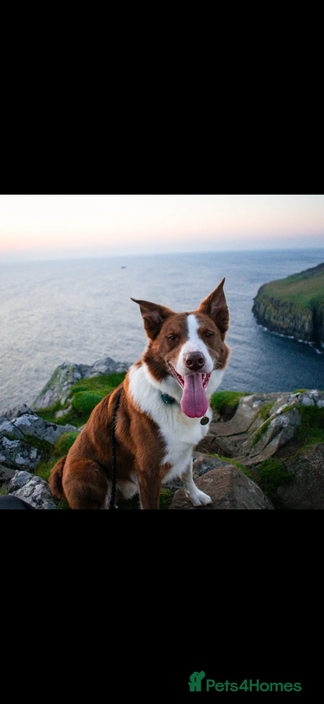 Border Collie dogs for stud: Red Border Collie for STUD ONLY - Advert 9
