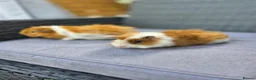 Guinea Pig rodents for sale: Bonded boars  - Advert 5