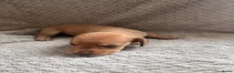 Miniature Dachshund dogs for sale: Kc registered mini dachshunds puppies 🐶  - Advert 23