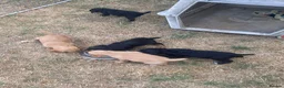 Cocker Spaniel dogs for sale: Five Cocker Spaniel Puppies in Gloucester - Advert 5