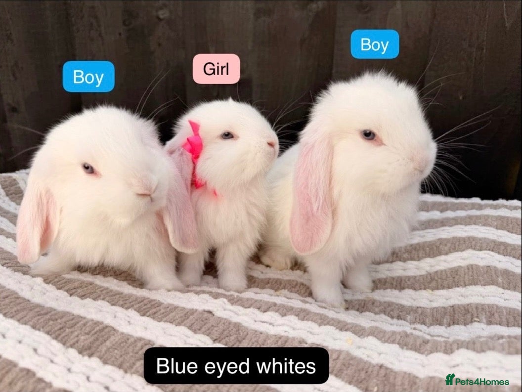 French Lop rabbits 4 beautiful French Lops left! ❤️ - Advert 5