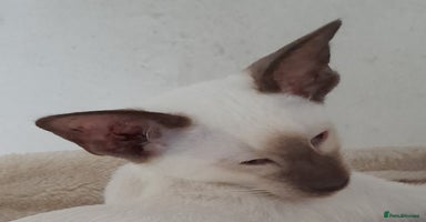 Siamese cats - Advert 12