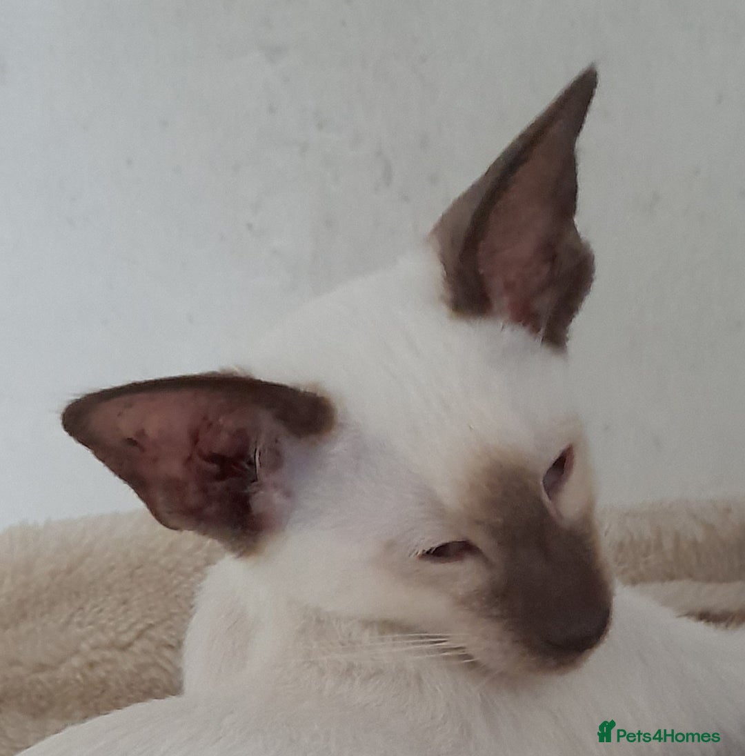 Siamese cats for sale: Two Chocolate Point Siamese Male Kittens - Image 2