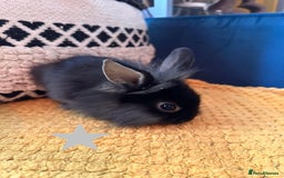 Lionhead rabbits for sale: Lionhead Babies for Sale  - Image 26