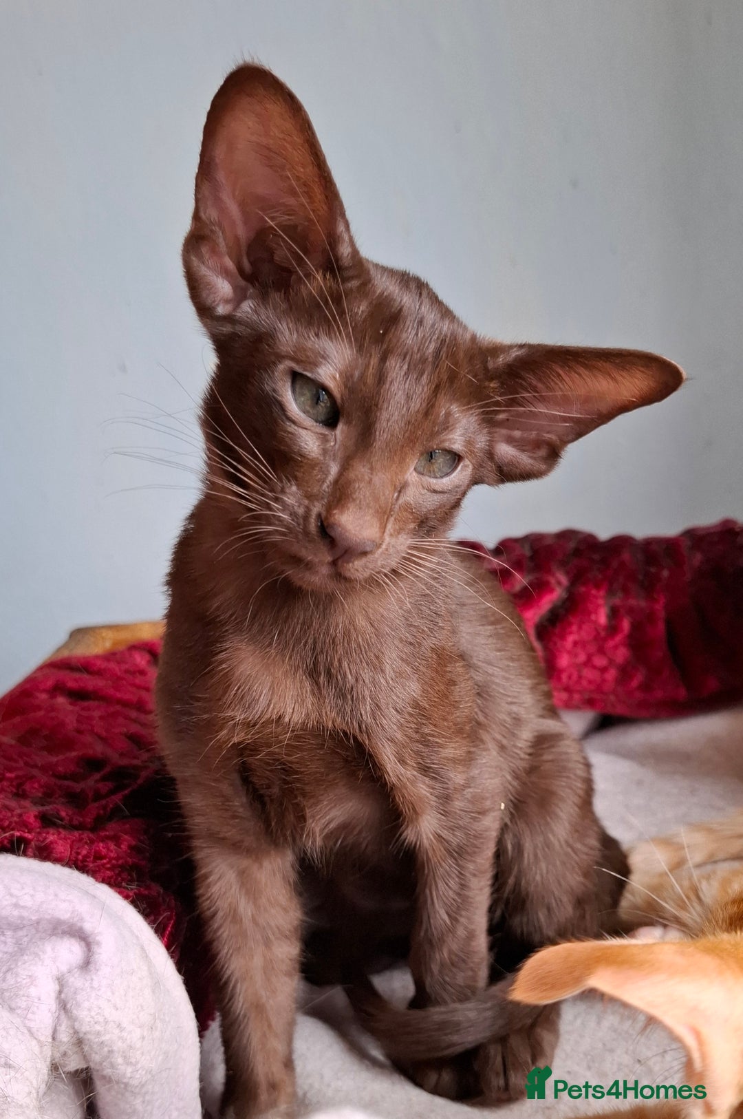 Oriental cats for sale: Merrytail - Image 3