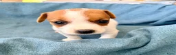 Jack Russell dogs for sale: Beautiful Jack Russell pups, petite, smooth coat.  - Advert 38