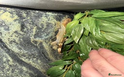 Gecko reptiles for sale: Crested gecko full setup - Image 1