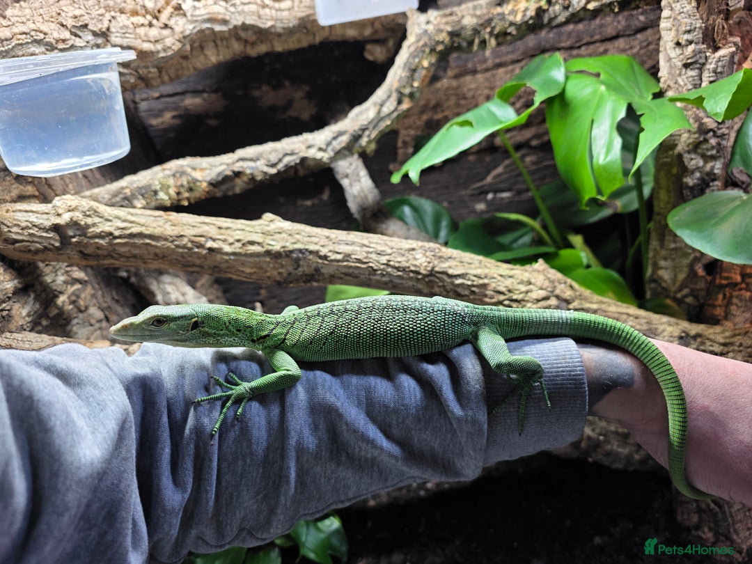 Monitor reptiles for sale: Male Green Tree Monitor - Advert 7