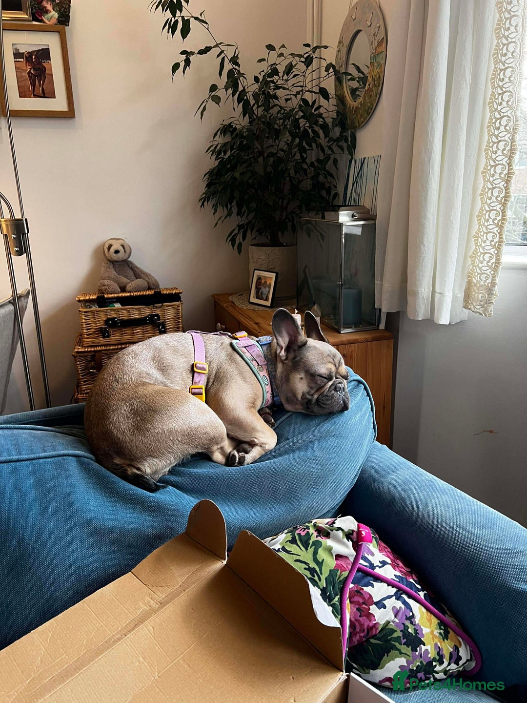 French Bulldog dogs for sale: 1 year old female blue fawn French bulldog  - Advert 5