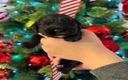 Cocker Spaniel dogs for sale: Show type cocker spaniels puppies - Advert 5