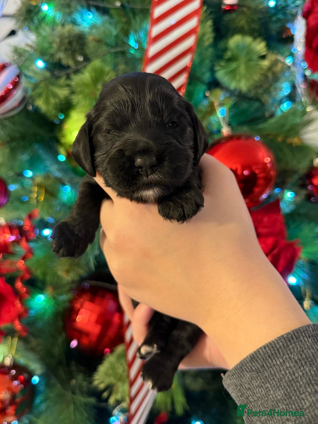 Cocker Spaniel dogs for sale: Show type cocker spaniels puppies - Advert 5