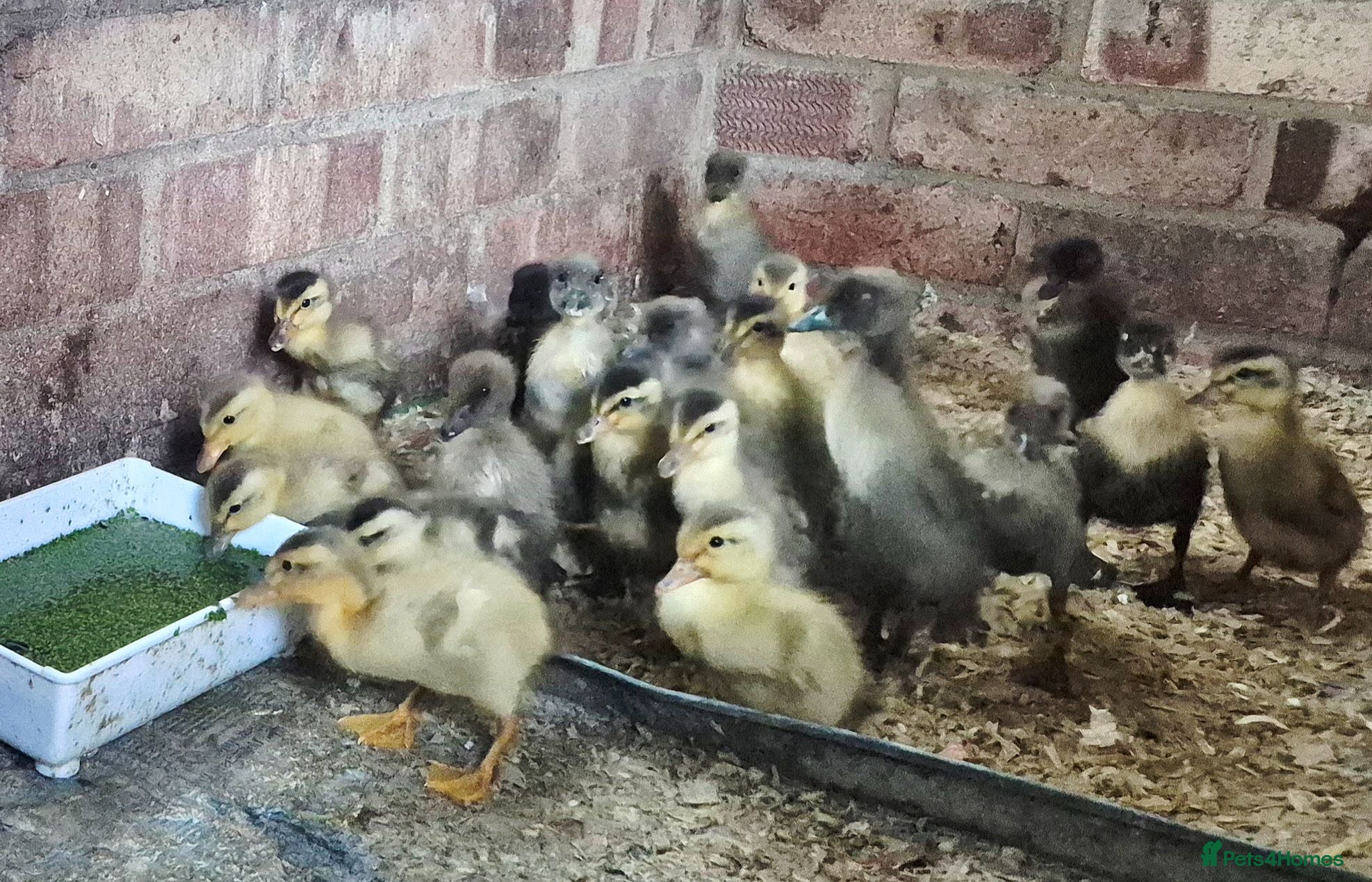 Ducks poultry Indian Runner ducklings  - Advert 9