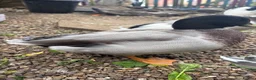 Ducks poultry for sale: Call Duck Drakes hand raised  - Advert 4
