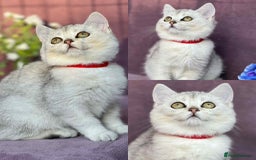 British Shorthair cats for sale: Lovely BSH kittens - ready for their forever homes - Image 8