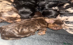 Cockapoo dogs for sale: Beautiful chocolate merle cockapoos  - Image 8
