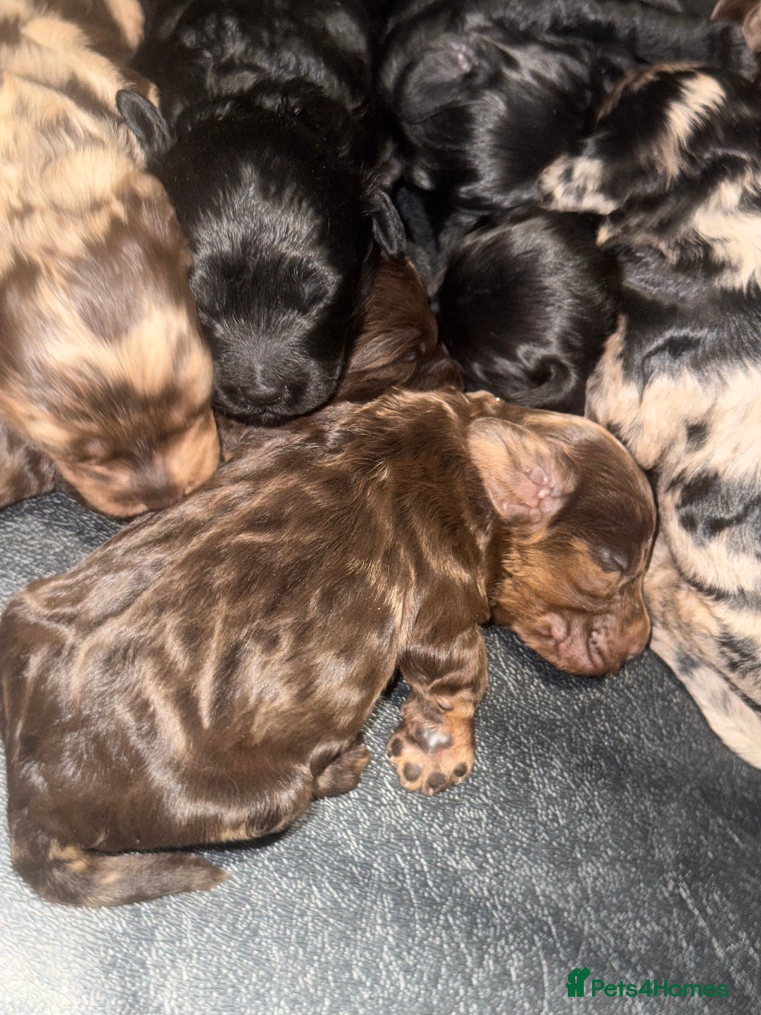 Cockapoo dogs for sale: Beautiful chocolate merle cockapoos  - Image 8