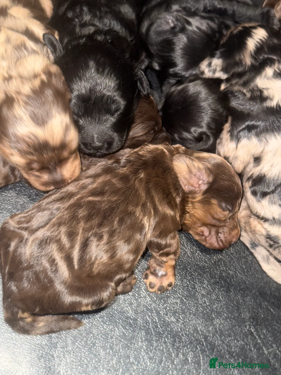 Cockapoo dogs for sale: Beautiful  merle cockapoos  - Advert 8