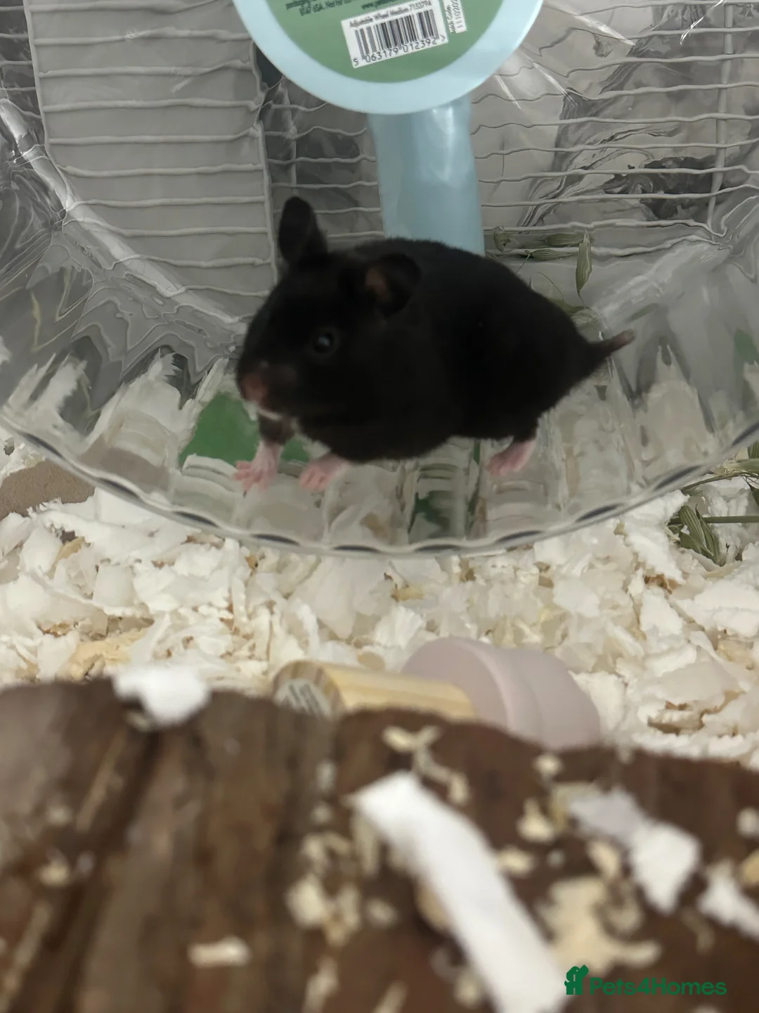 Hamster rodents for sale: make syrian hamster - Advert 2