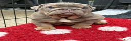 English Bulldog dogs for sale: British bull dog puppy’s  - Advert 19