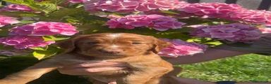 Cocker Spaniel 3