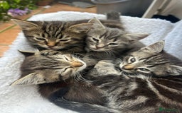 Mixed Breed cats for sale: 4 kittens for sale mixed breed  - Image 2
