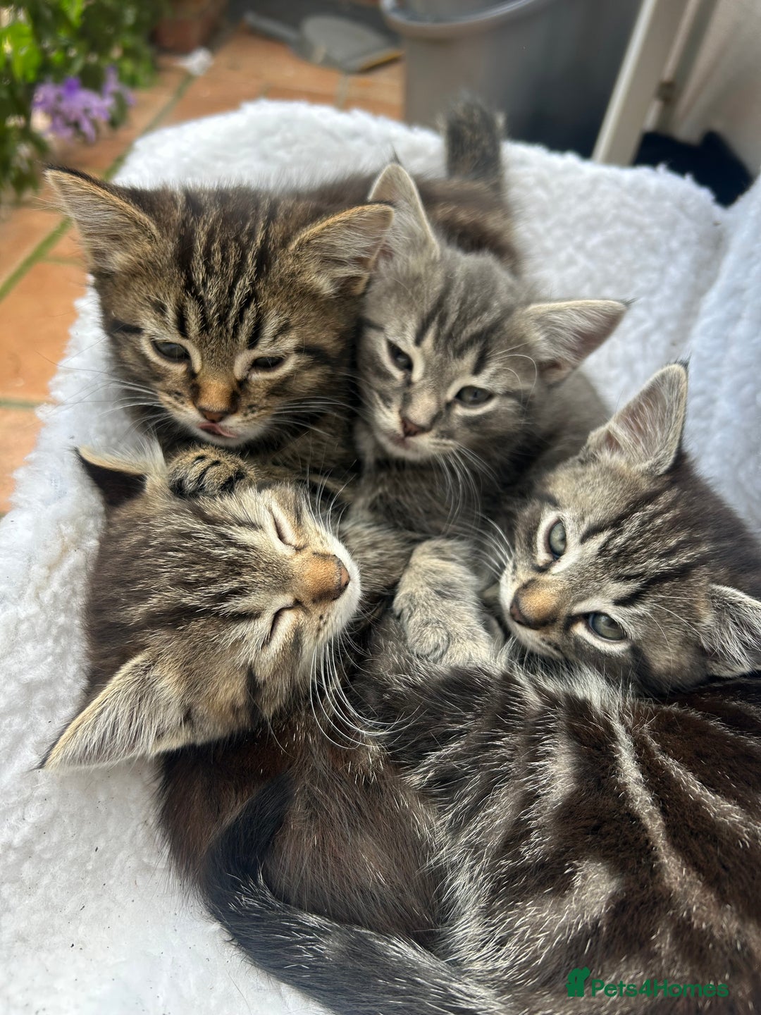 Mixed Breed cats for sale: 4 kittens for sale mixed breed  - Image 2