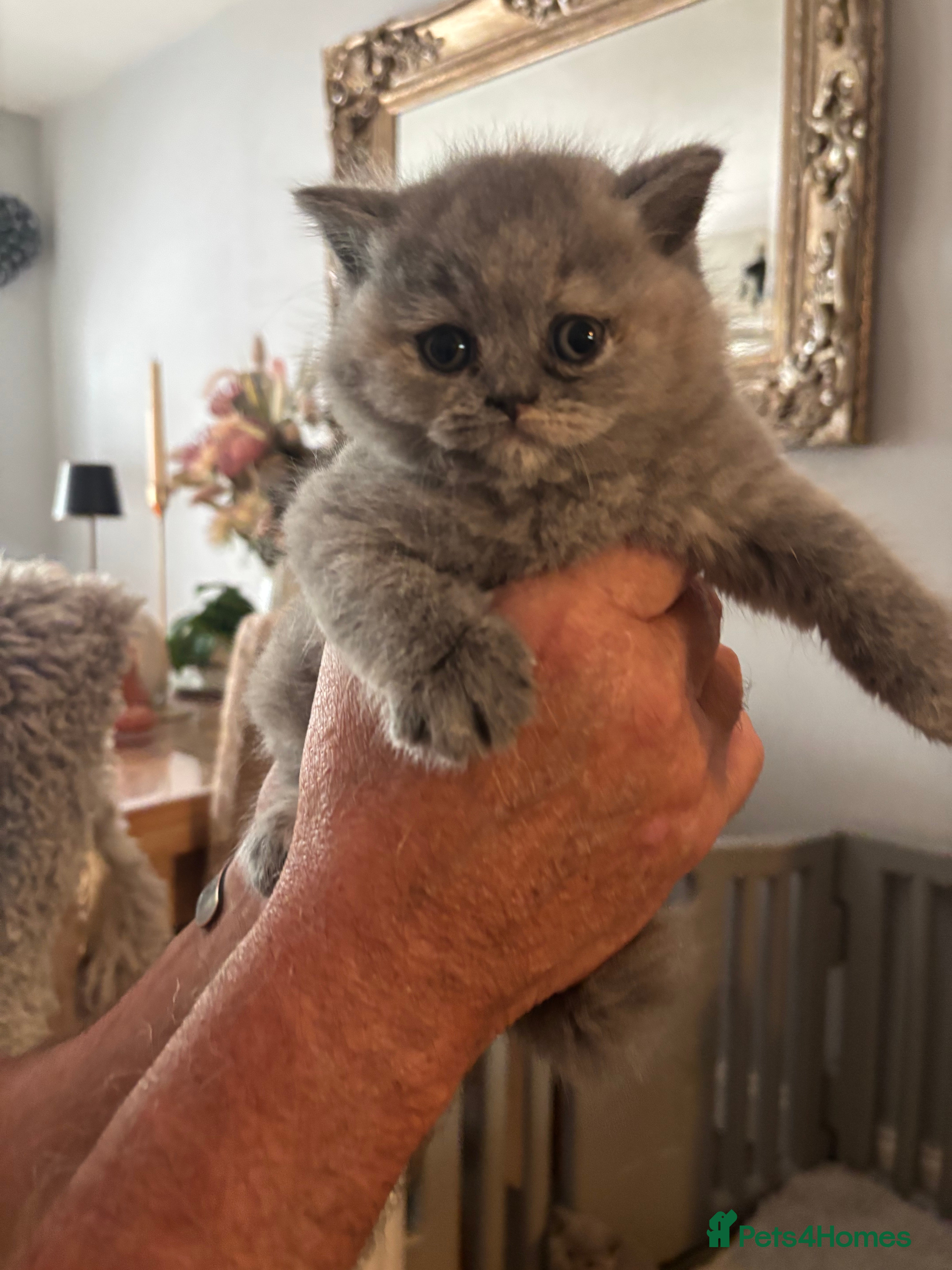 British Shorthair cats for sale: ❤️Meet our Stunning Gccf Reg BSH litter ❤️ - Advert 2