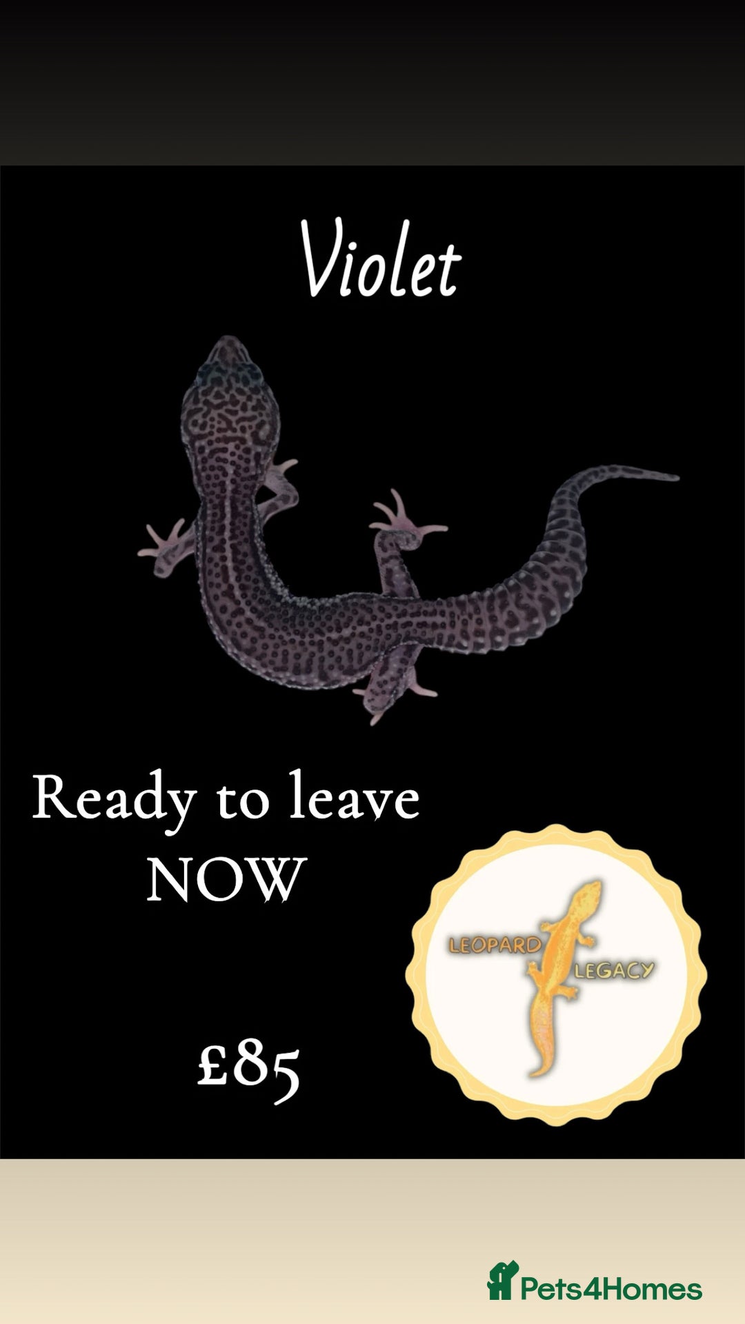 Leopard Gecko reptiles for sale: Multiple leopard gecko babies for quick sale!  - Advert 5