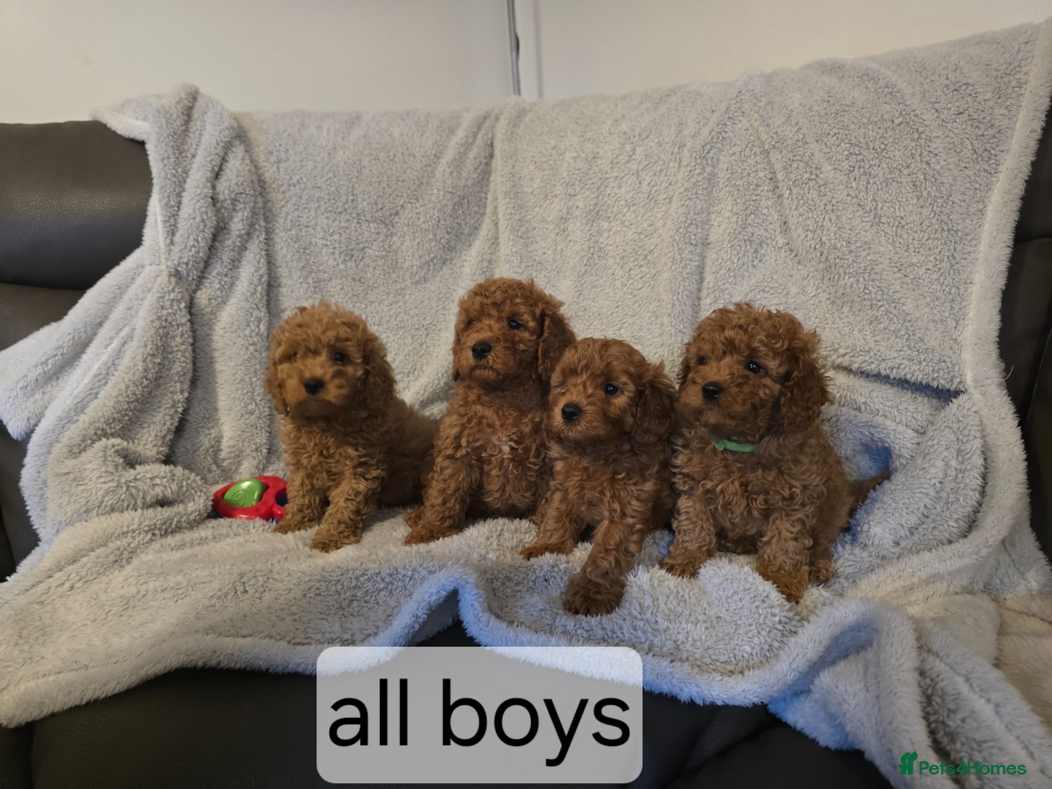 Cavapoo dogs for sale: 6 cavapoo pups ready to leave  - Advert 1
