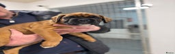 Boxer dogs for sale: Boxer puppies for sale  - Advert 4