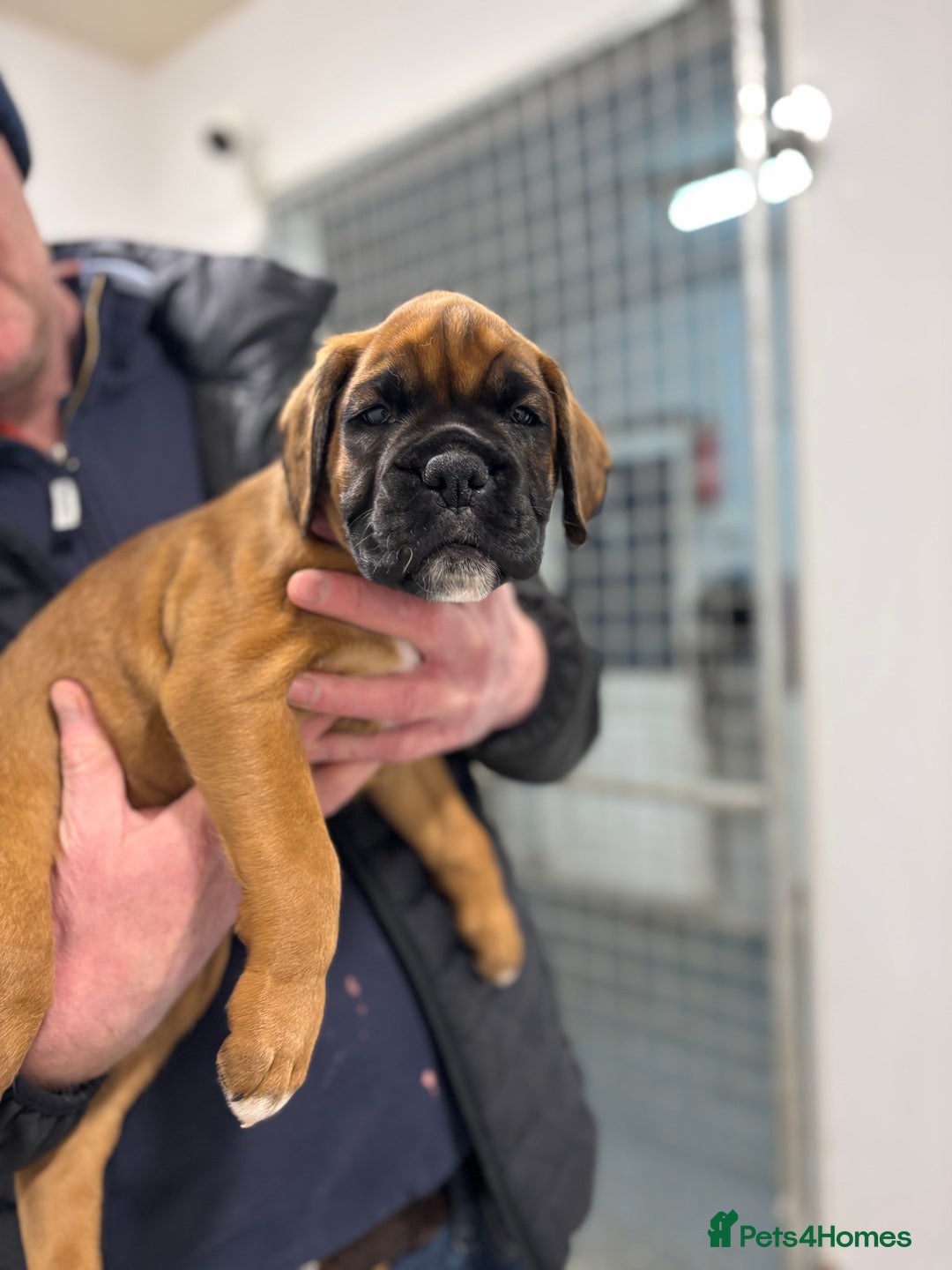 Boxer dogs for sale: Boxer puppies for sale  - Advert 4